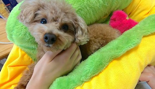 犬のお尻にリボンをつけたらエビフライにしか見えなくて可愛いw【トイプードル】