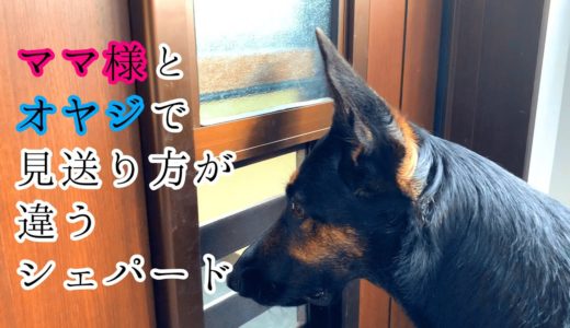 ママ様とオヤジで見送る態度が違うシェパード犬【German Shepherd】 My Dog Sees Her Owners Off Very Differently