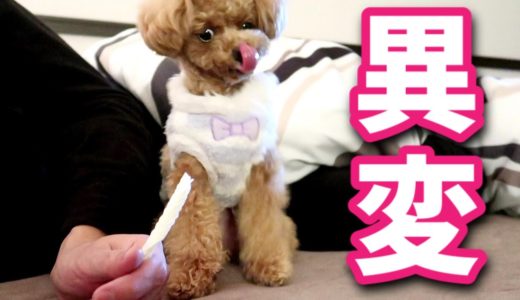 大好物を急に食べなくなった犬を心配していたら..【トイプードルのコロン】