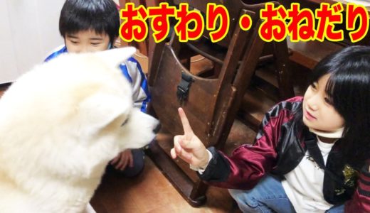 お座り・おねだり・ベビーカステラ戴きます♪秋田犬・シェパード犬【VLOG】