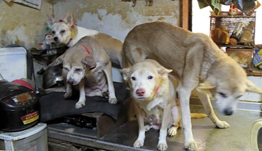 出雲の民家で犬１６４匹の多頭飼育崩壊