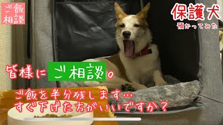 【保護犬預かり】いなりの好物、レバーをあげました。【相談についての解答はコメント欄にお願いします】