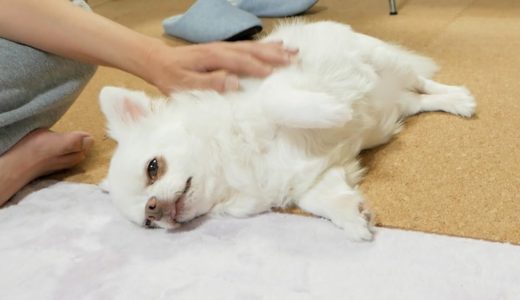 ママが居なくて寂しい犬を元気が出るまで撫でてみたら・・・