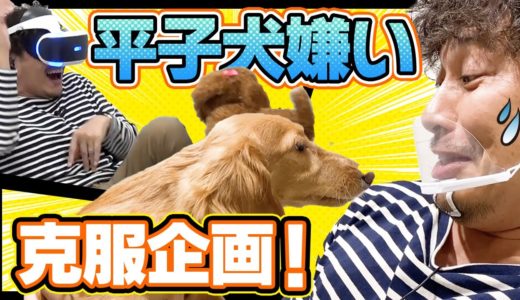 【犬嫌い】苦手な犬に囲まれ平子大パニック!