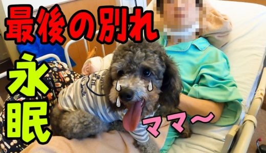 ママと最後の別れ 病院での再会 保護犬トイプードル Mommy and Toy poodle Husky