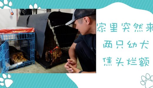 两只性格完全不同的幼犬，训练以及对待的差别，幼犬寄养第一天