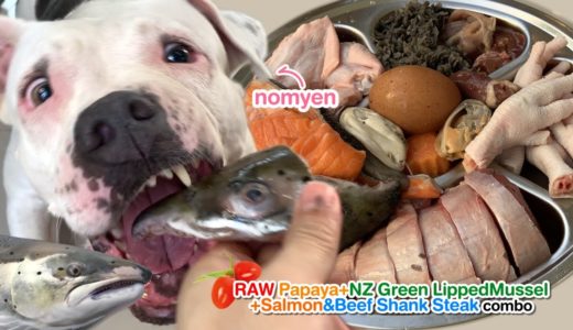 nomyen the Pit Bull eats Papaya🇳🇿NZ Mussel+Salmon&Steak [ASMR] MUKBANG 犬はココナッツを食べる 개는코코넛을 먹는다 [咀嚼音]