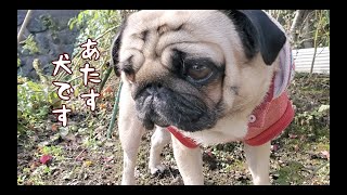 トリュフを探すブタが憑依したパグ犬ぷぅPug