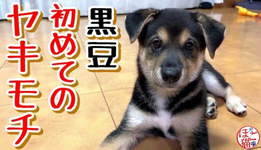 【子犬　保護犬】黒豆と白豆　初めてのやきもち