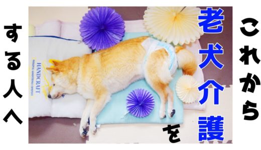 【老犬介護】これは知ってほしい！介護で役に立ったアイテムをご紹介！！ラストは新しい家族が！！