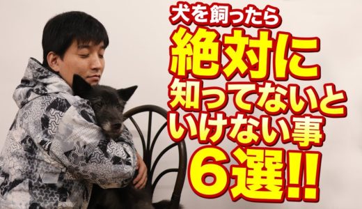 犬を飼ったら絶対に知らないといけない事6選！