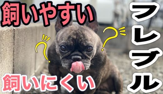 【元保護犬フレブル】…飼いやすい？飼いにくい？…フレンチブルドッグとの生活で見えてきた…飼い主のホンネ！！