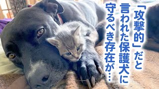 愛情をもらえず暴力的だった保護犬が、ある出会いをキッカケに新しい生き方を見つけた