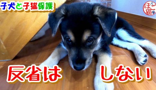 【犬　子犬　保護犬】破壊工作員　見つかっても反省はしない