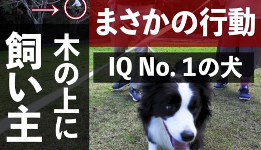 木の上で待ってたら犬が信じられない動きをした