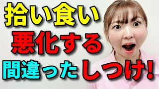 【犬 拾い食い】愛犬が何でも拾って食べる！拾い食いが悪化する間違ったしつけ方！新遠藤エマチャンネル【犬のしつけ＠横浜】