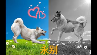 带中华田园犬小白见情郎，满怀期待却失望至极，狗王胖胖陨落！