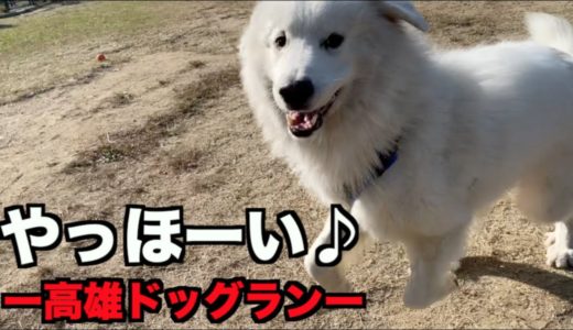 【ドッグラン】楽しそうな犬を見て行って良かったなぁ❤︎【高雄ドッグラン】