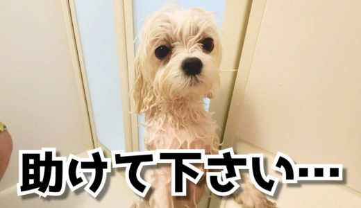 お風呂が大嫌いな犬をシャンプーしたらしょんぼりしててめちゃくちゃ可愛い【マルチーズ】