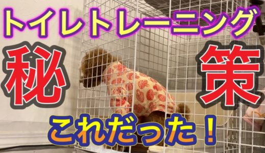 トイレトレーニングの秘訣と大興奮の犬＆大爆笑の飼い主！【トイプードルそぼろ＆ニコ】