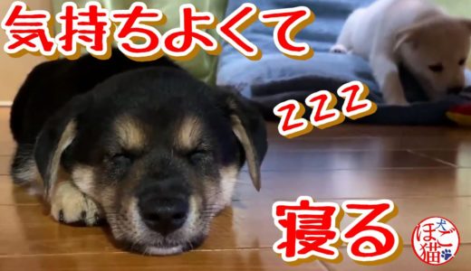 【子犬　保護犬　犬】子犬の兄弟　お腹なでなでの催促をする黒豆