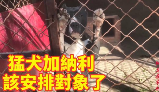 阿龙回老犬舍看望，竟引起母犬发春，看来该给它安排对象了