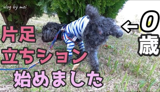 兄犬におしっこをひっかける犬【犬の立ちション】