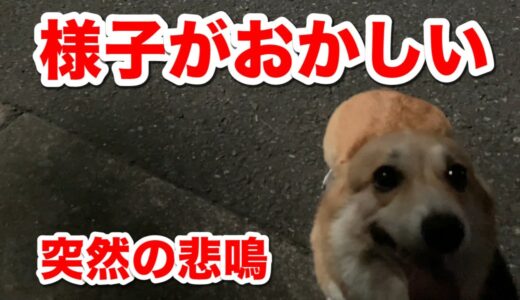 【コーギー】散歩中、突然悲鳴を上げ震える犬を動物病院へ　A dog that suddenly screams  during a walk to a veterinary clinic