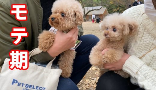 代々木公園でモテモテな犬が羨ましいｗ【ティーカッププードル】