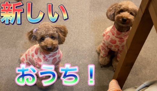 犬の執念深いおねだりが可愛すぎた！新しいおうちも！【トイプードルそぼろ＆ニコ】