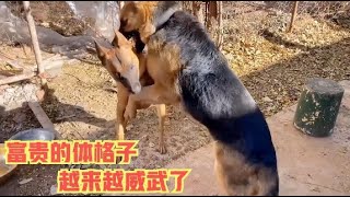 德牧犬大战警犬，狗主人在旁边神解说，都是不满1岁的狗狗谁厉害