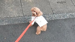 病院の行き帰りでテンションが違いすぎる犬が可愛い【トイプードルのコロン】