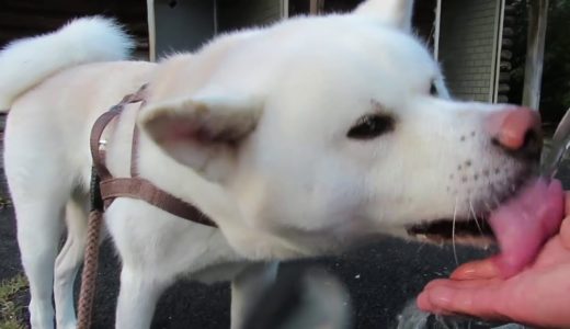 【秋田犬ゆうき】落ち葉がカサカサ気持ち良いので公園で飼い主を走らせる【akita dog】