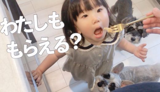 犬と1歳娘は仲良しなのか？【シュナウザージジトト】Miniature schnauzer with daughter: Are you good friends?