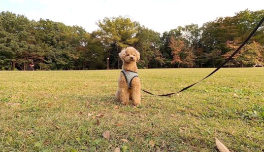 散歩中に突然パパがいなくなった時の犬の反応が忠犬すぎたw【トイプードル】