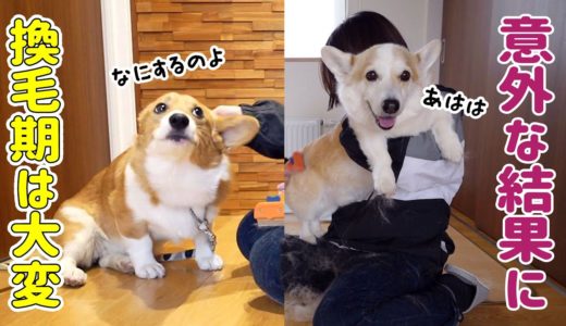 子犬とシニア犬どっちがお利口にブラッシング出来る？ 【ダイソンに吸われるコーギー】