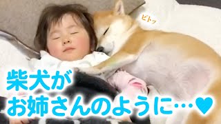 赤ちゃんが産まれたら、柴犬さんが最高に優しい「お姉さん」になった！