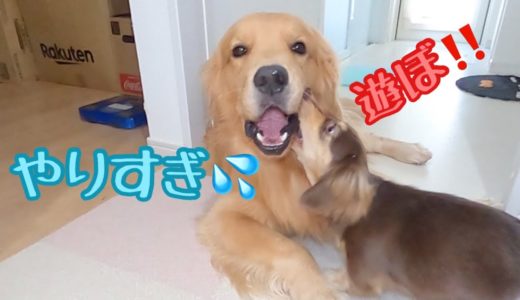 大型犬への遊んでほしいアピールが強烈な小型犬の子犬。ゴールデンレトリバーのクッキーとミニチュアダックスフンドの子犬ショコラとの幸せな日常