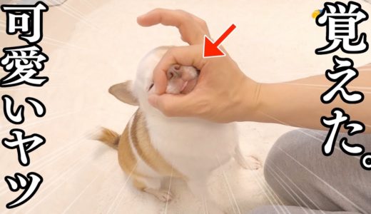 新しい芸を超スピードで覚えちゃう犬が賢い可愛いw