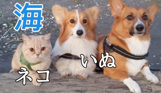 犬と猫、秋の海を見に行くだけの動画