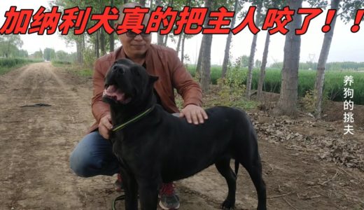 被称为“杀人犬”的加纳利犬真的把主人咬了，主人却不生气