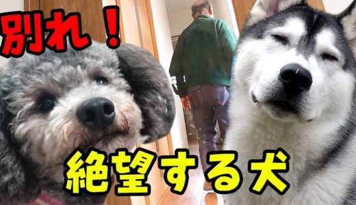 大好きなじっちゃんとの別れ！絶望して悲しむハスキー犬とトイプードル