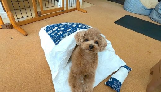 寒くなってきたので衣替えで犬にお布団をあげたら可愛すぎたw【トイプードル】