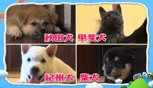 【悶絶注意】可愛い日本犬赤ちゃんまとめ【I LOVE みんなのどうぶつ園公式】どうぶつ大好き新人スタッフ作成