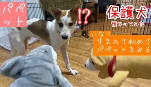 【保護犬預かり】少しずつ、遊ぶのが上手になってます【後半の寝姿が本当に可愛いので是非見ていただきたく】