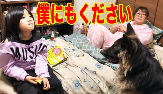 あっ！それ僕のだよ♪シェパード犬マックおやつタイム【VLOG】