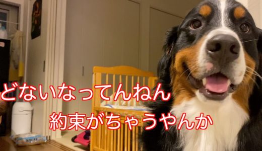 【大型犬の日常】姉が可愛がられてやきもちをやくバーニーズマウンテンドッグ　 bernese mountain dog