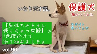 【保護犬預かり】神経質な先住犬、はまり（♀）のトイレをどうしても使いたい新入りいなり。使うトイレを分散させることはできるのか？【おまけもあるよ】