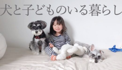 【癒し】可愛い犬なのに寝るとちょっと白目になる【シュナウザージジトト】Miniature schnauzer with daughter:Dog rolls her eyes.