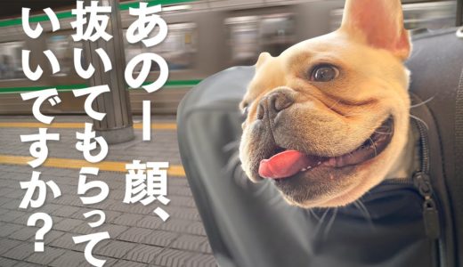 [プチ雑学] 意外と知らない、犬と電車に乗る方法 [フレンチブルドッグ フレブル]